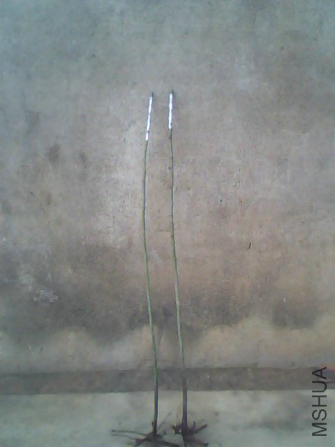 IMG1016A.jpg