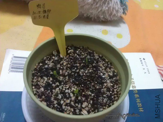 IMAG0825.jpg
