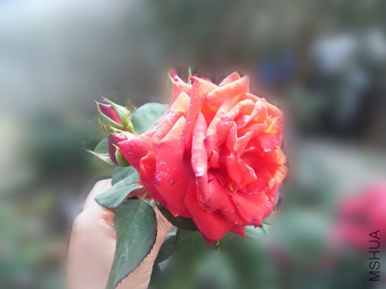 DSCF6468_����.jpg