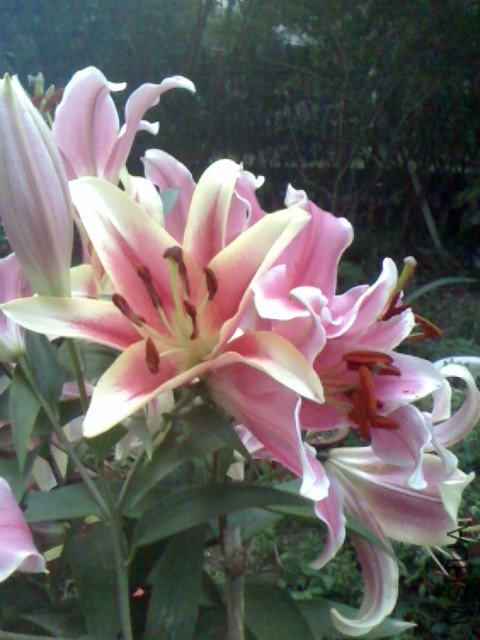 IMG1123063900.jpg