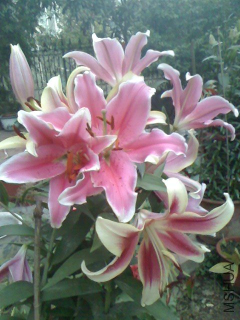 IMG1123064001.jpg