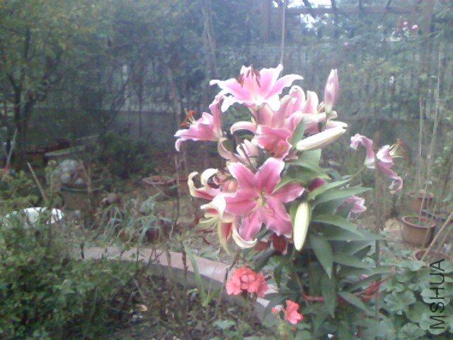 IMG1123063903.jpg