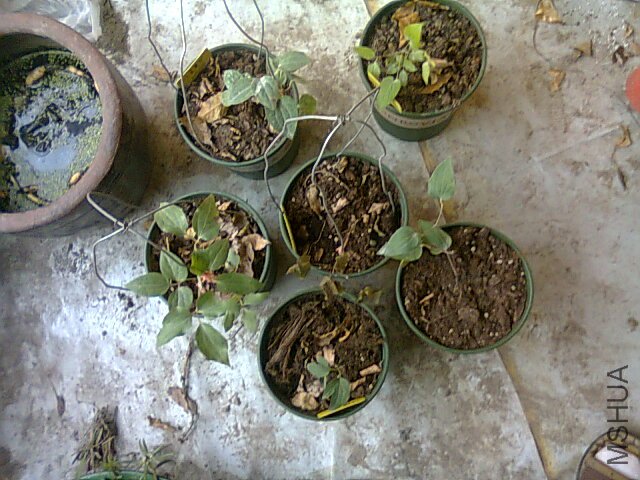 ��Ƭ0457.jpg