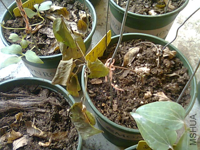 ��Ƭ0458.jpg
