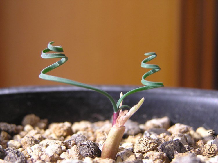 Gethyllis linearis