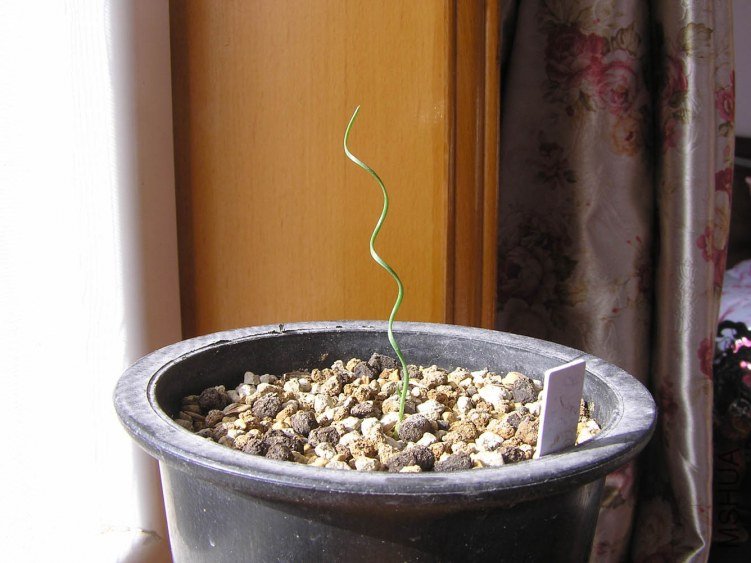 Gethyllis verticillata