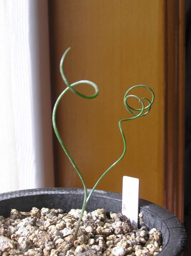 Gethyllis verticillata