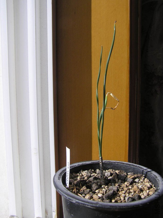 Gethyllis afra