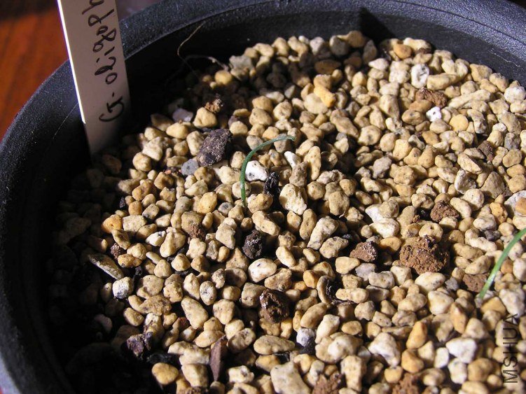 Gethyllis oligophylla