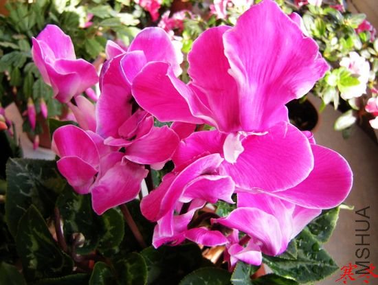 DSCN3162.jpg