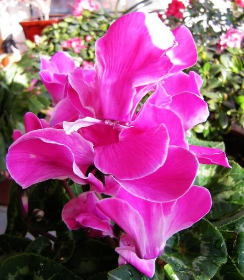 DSCN3161.jpg