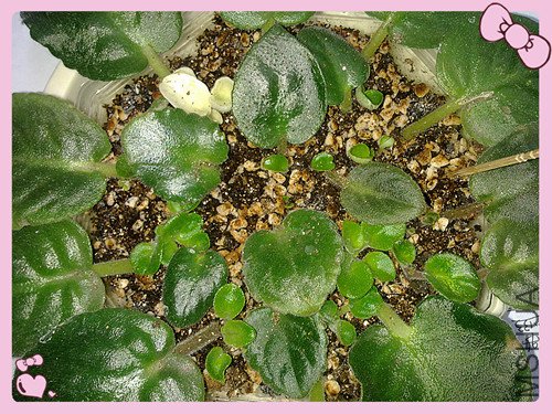 ��Ҷ�칫�� 009_����.jpg