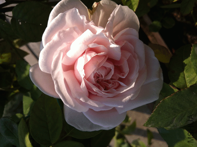 IMG_0442.gif