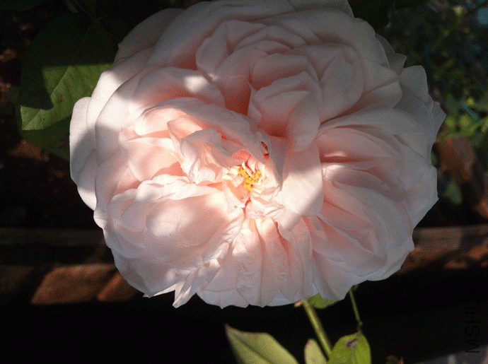 IMG_0443.gif