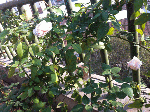 IMG_0446.gif