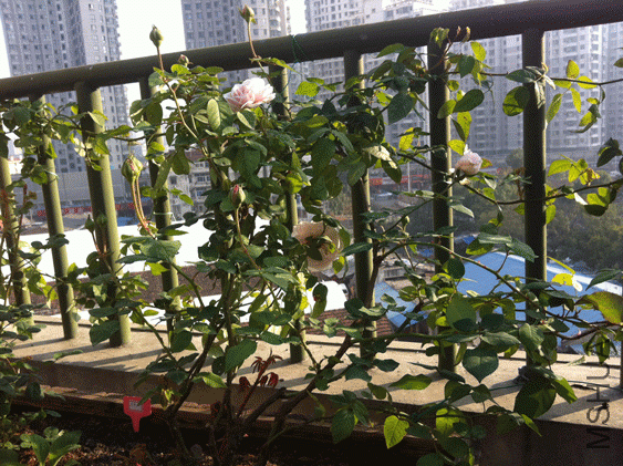 IMG_0444.gif