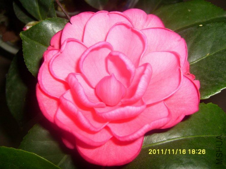 ������С S7003375.JPG