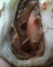 IMG0066A.jpg