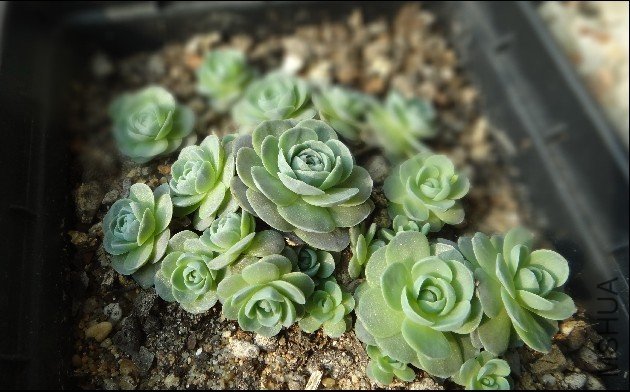 �ӳ��껪Ϊʲôû����