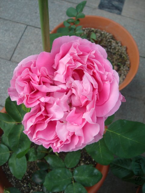 DSC04564.JPG