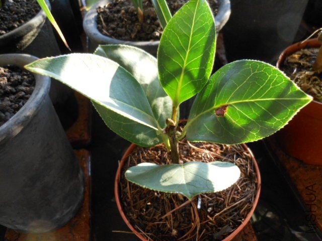 DSCN0621.jpg
