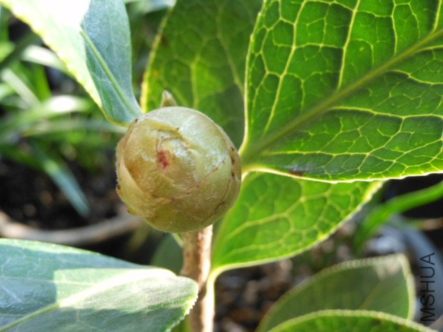 DSCN0619.jpg