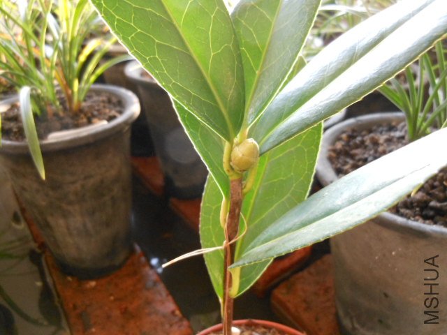 DSCN0618.jpg