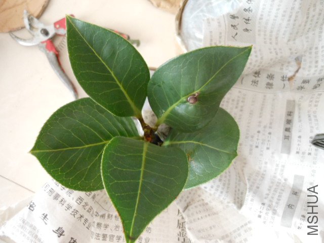 DSCN0615.jpg