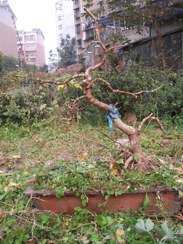 DSCF1327.JPG