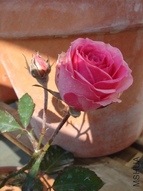 DSC03862.JPG