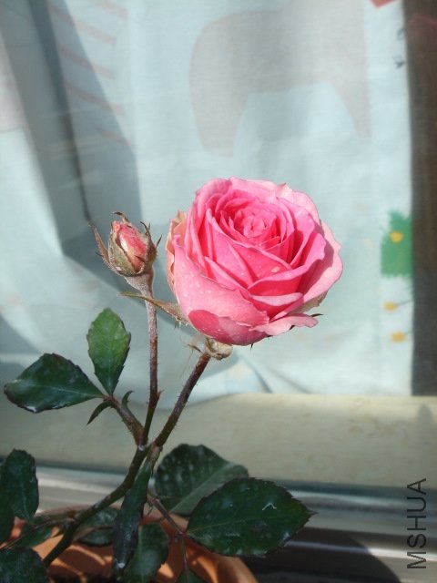 DSC03879.JPG