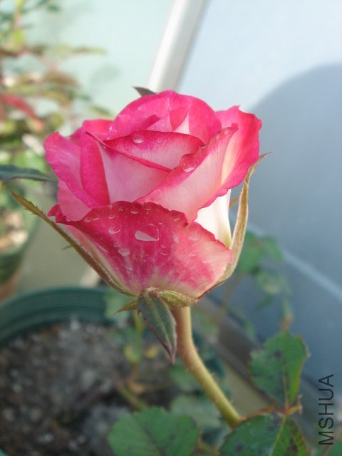 DSC03868.JPG