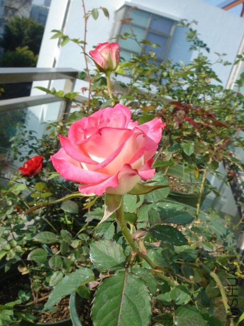 DSC03867.JPG