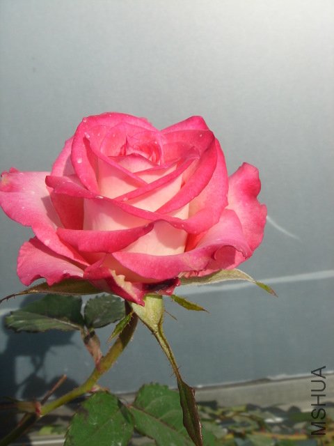 DSC03866.JPG