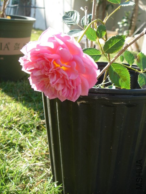 DSC03857.JPG