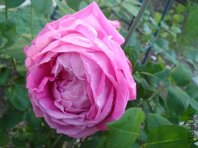 DSC03852.JPG