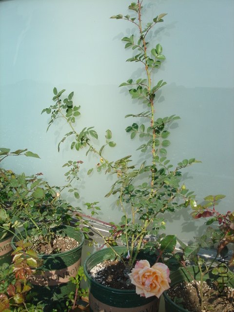 DSC03873.JPG