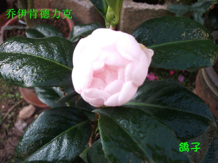 DSCF3247_����.jpg