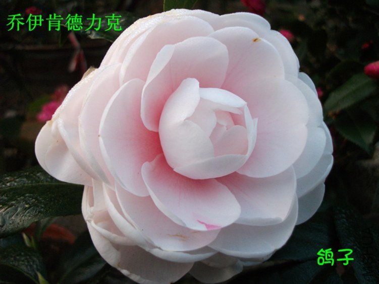DSCF3318_����.jpg