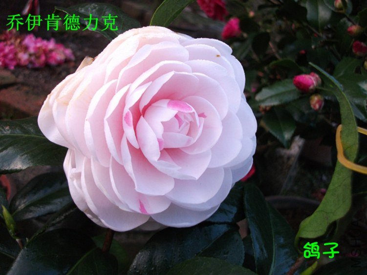 DSCF3326_����.jpg