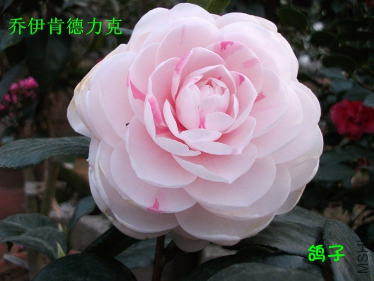 DSCF3341_����.jpg