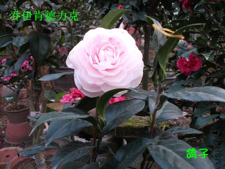 DSCF3344_����.jpg