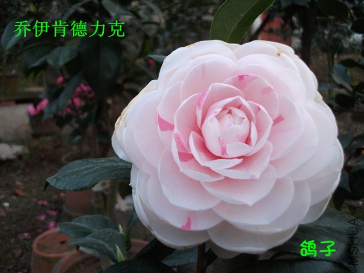 DSCF3352_����.jpg