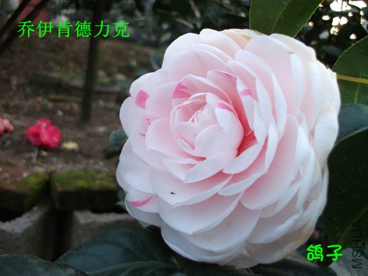 DSCF3357_����.jpg