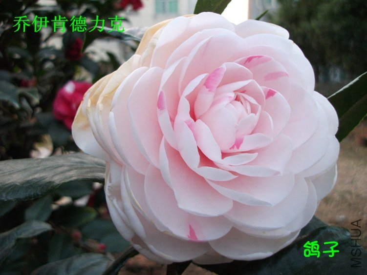 DSCF3360_����.jpg