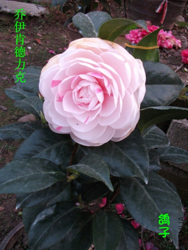 DSCF3366_����.jpg