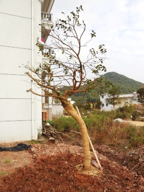 201110922558_abebb1a7.jpg