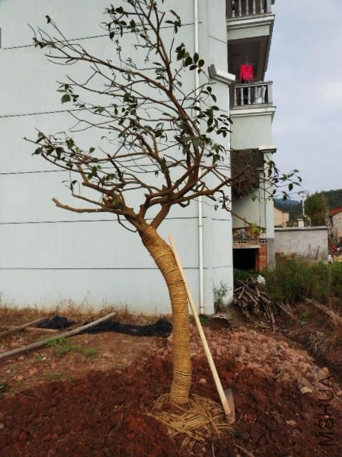 201110922611_83bedb43.jpg