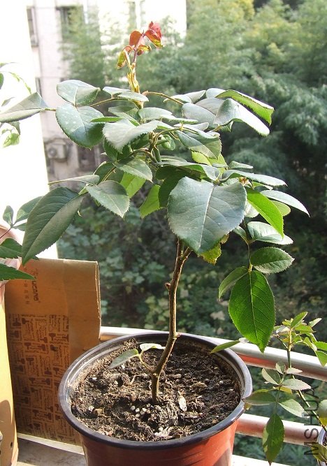 DSCF8711.JPG