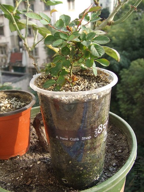 DSCF8714.JPG